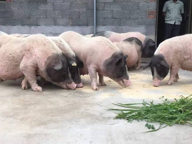 上饶县瑞良养殖专业合作社：专注生态养殖，助力乡村畜牧产业高质量发展