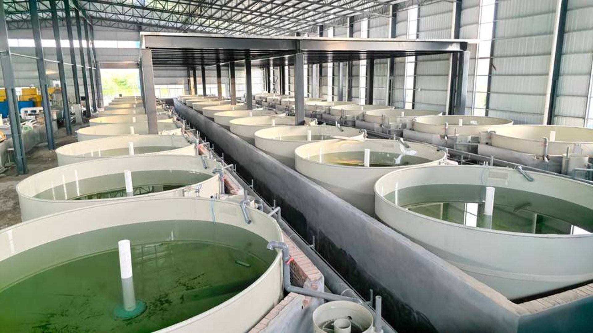 上饶县瑞良养殖专业合作社：生态养殖与优质种猪产业的践行者