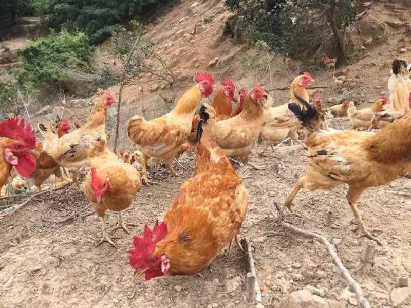 上饶县瑞良养殖专业合作社